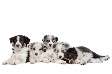 Image showing Group of five border collie puppies