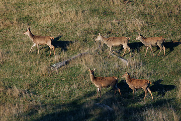 Image showing farmed red deer