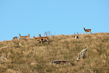 Image showing domesticated red deer