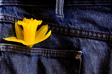 Image showing Daffodil and Blue Jeans