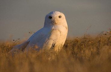 Image showing Snowy Owl at sunset