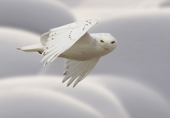 Image showing Snowy owl in Flight 