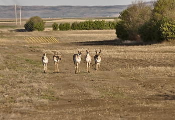 Image showing Pronghorn Antelope