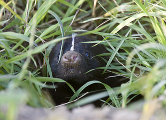Image showing Baby Skunk at den
