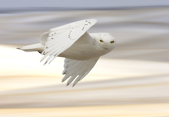 Image showing Snowy owl in Flight 