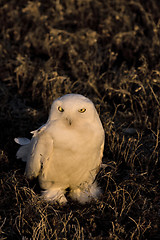 Image showing Snowy Owl at sunset