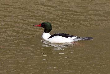 Image showing common merganser