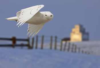 Image showing Snowy owl in Flight 