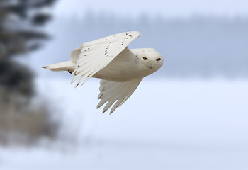 Image showing Snowy owl in Flight 