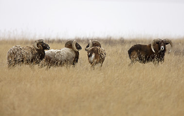 Image showing European big horn sheep