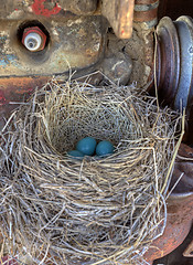 Image showing Robins nest in old tractor