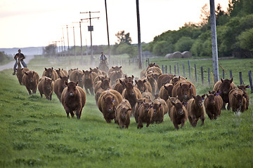 Image showing Cattle Drive 