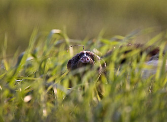 Image showing Baby Skunk at den