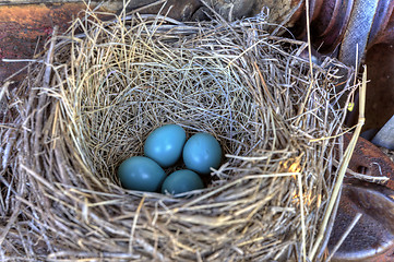 Image showing Robins nest in old tractor