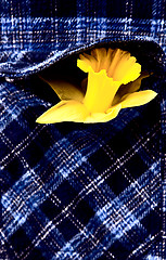 Image showing Daffodil in Shirt Pocket