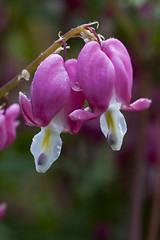 Image showing bleeding heart