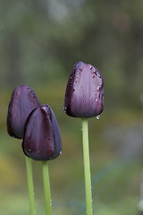 Image showing dark tulips