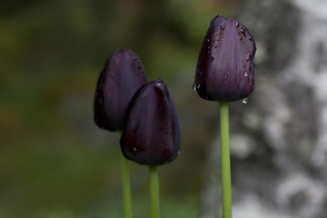 Image showing black tulips