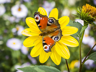 Image showing butterfly Inachis Io