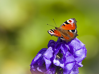 Image showing Inachis Io butterfly