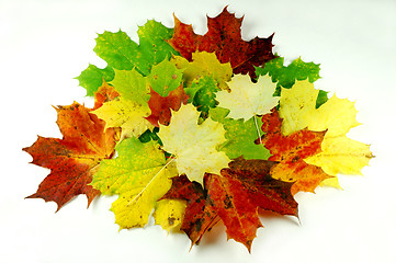 Image showing Autumn leaves # 01