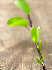 Image showing Fragile green plant emerging through wooden stacks