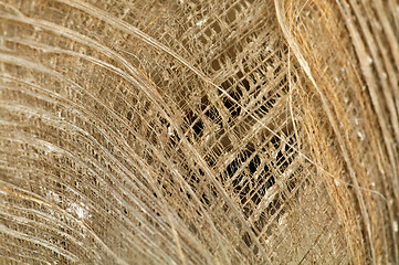 Image showing Dry Palm Leaf background