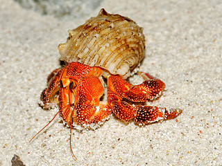 Image showing Beautiful hermit crab in his shell closeup