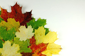 Image showing Autumn leaves # 04