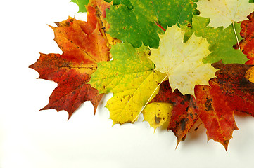 Image showing Autumn leaves # 05