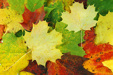 Image showing Autumn leaves # 07