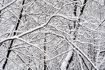 Image showing trees in the snow