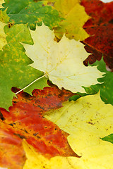 Image showing Autumn leaves # 09