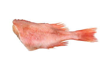 Image showing one grouper