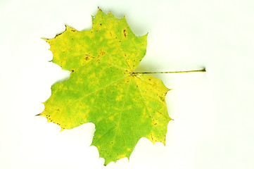 Image showing Autumn leaves # 12