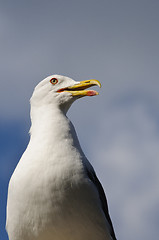 Image showing Seagull standing