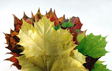 Image showing Autumn leaves # 10