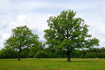 Image showing Two trees