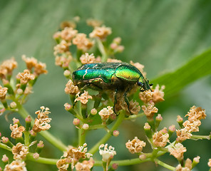 Image showing Beetle