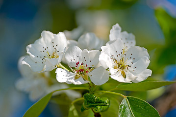 Image showing Blossoming branch of a pear tree