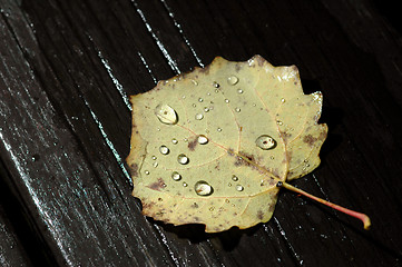 Image showing Wet leaf