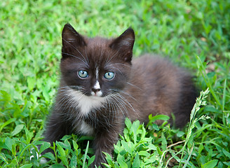 Image showing Kitten