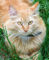 Image showing Red cat