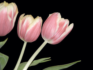 Image showing Three Pink Tulips