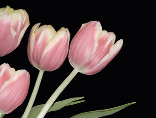 Image showing Four Pink Rulips