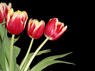 Image showing Four Red Tulips