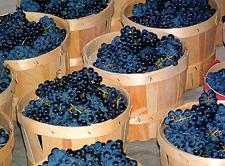 Image showing Grape Harvest 2