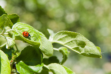 Image showing Ladybird on leaves of an apple-tree