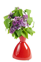 Image showing Branch of a blossoming lilac in a vase, it is isolated on white