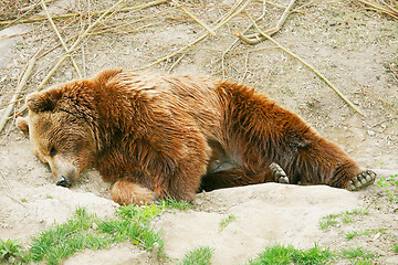 Image showing Brown bear cub in bear park of Bern, Switzerland